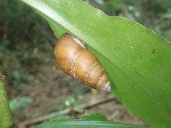 Dolicheulota formosensis