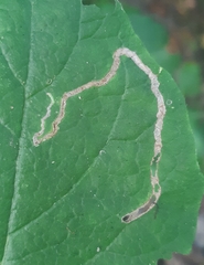 Aulagromyza hendeliana