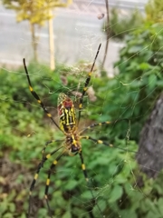 Trichonephila clavata