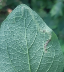 Aulagromyza hendeliana