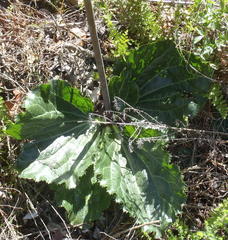 Lichtensteinia latifolia