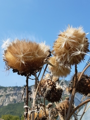 Cynara cornigera
