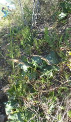 Lichtensteinia latifolia