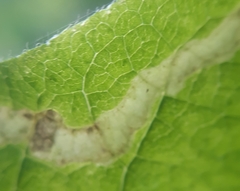 Aulagromyza hendeliana