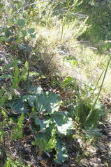 Lichtensteinia latifolia