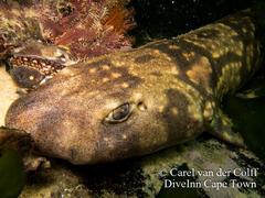 Haploblepharus pictus