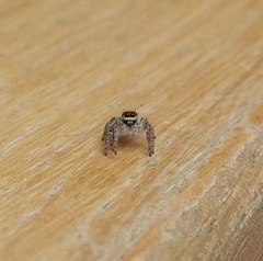 Carrhotus xanthogramma