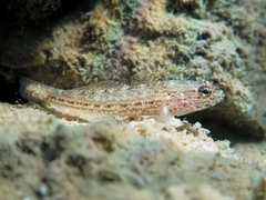 Gobius fallax