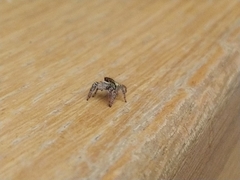 Carrhotus xanthogramma