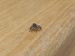 Carrhotus xanthogramma