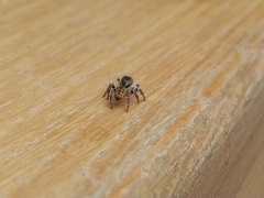 Carrhotus xanthogramma