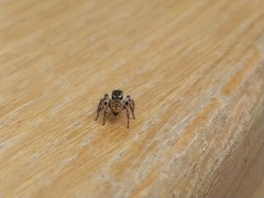 Carrhotus xanthogramma