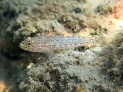Gobius fallax