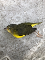 Geothlypis philadelphia