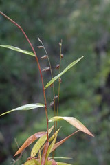 Oplismenus flavicomus