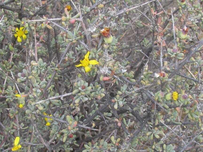 Othonna pteronioides, Tankwa Karoo - R355