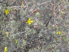 Othonna pteronioides