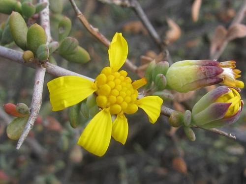 Othonna pteronioides