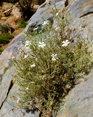 Jamesbrittenia sessilifolia
