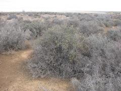 Othonna pteronioides