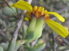 Othonna pteronioides