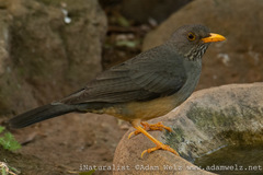 Turdus olivaceus × smithi