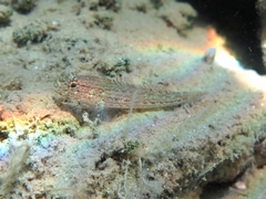 Gobius fallax