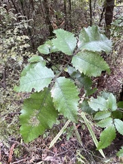 Pterophylla racemosa