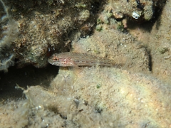 Gobius fallax