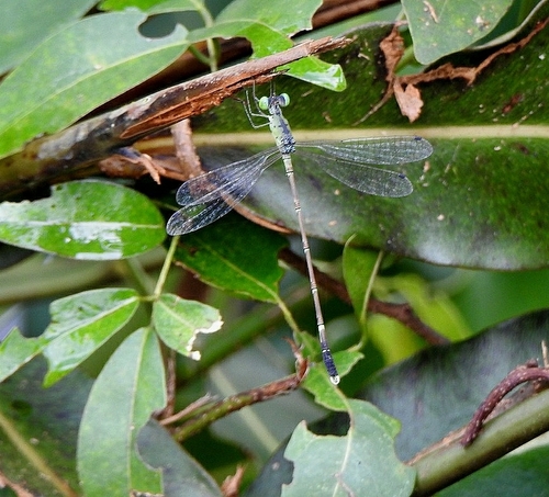 Photo of Kiran's spreadwing (Platylestes kirani)