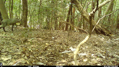 Capricornis crispus