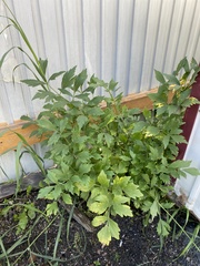 Levisticum officinale