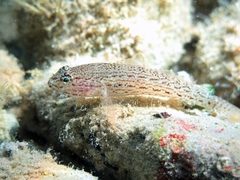 Gobius fallax