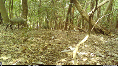 Capricornis crispus