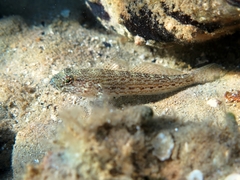 Gobius fallax