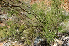 Antherothamnus pearsonii