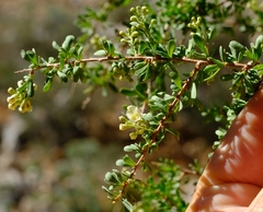 Antherothamnus pearsonii
