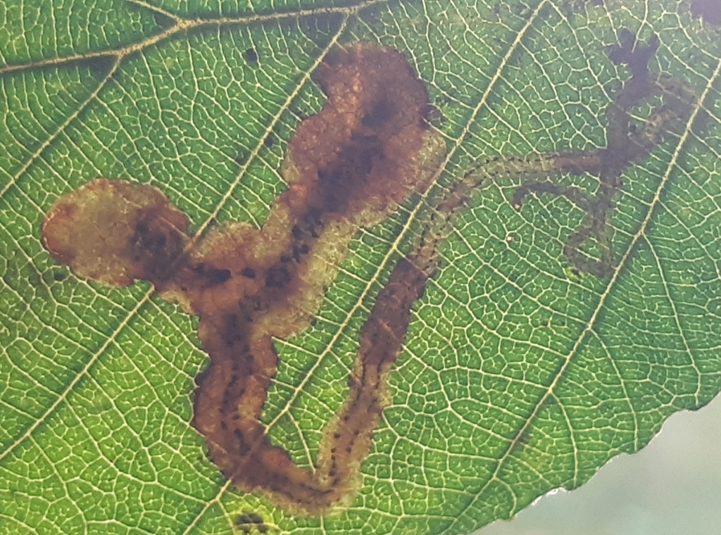 Agromyza alnivora