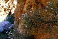 Jamesbrittenia ramosissima