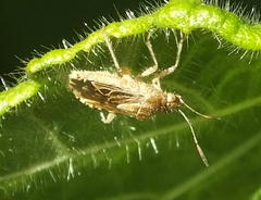 Liorhyssus