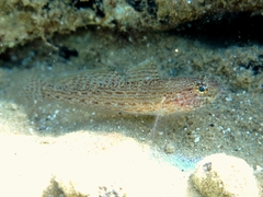 Gobius fallax