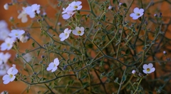 Jamesbrittenia ramosissima