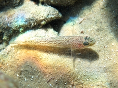 Gobius fallax