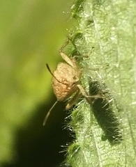 Liorhyssus