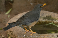 Turdus olivaceus × smithi