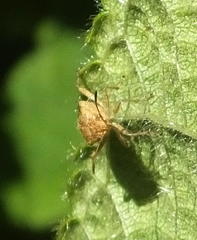 Liorhyssus
