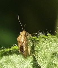 Liorhyssus