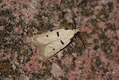 Stibaromacha ratella