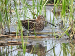 Gallinago gallinago
