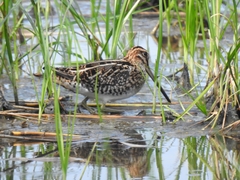 Gallinago gallinago